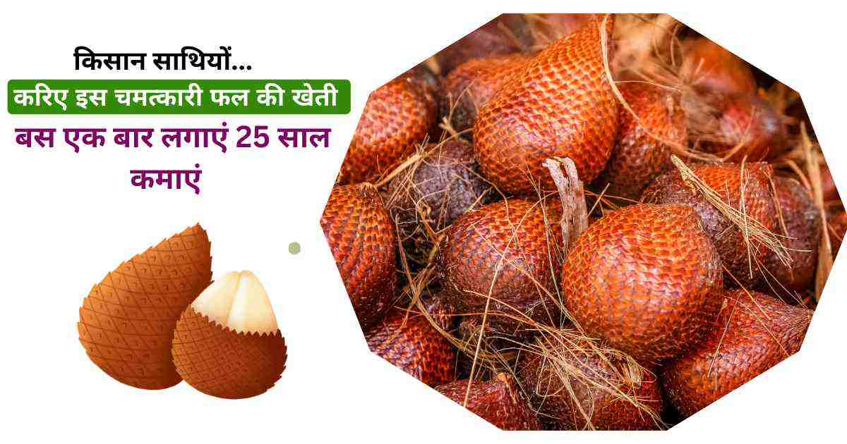 Snake fruit farming