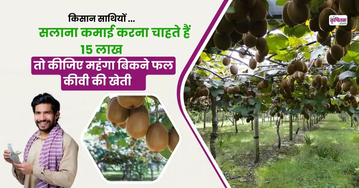 kiwi ki kheti kaise kare
