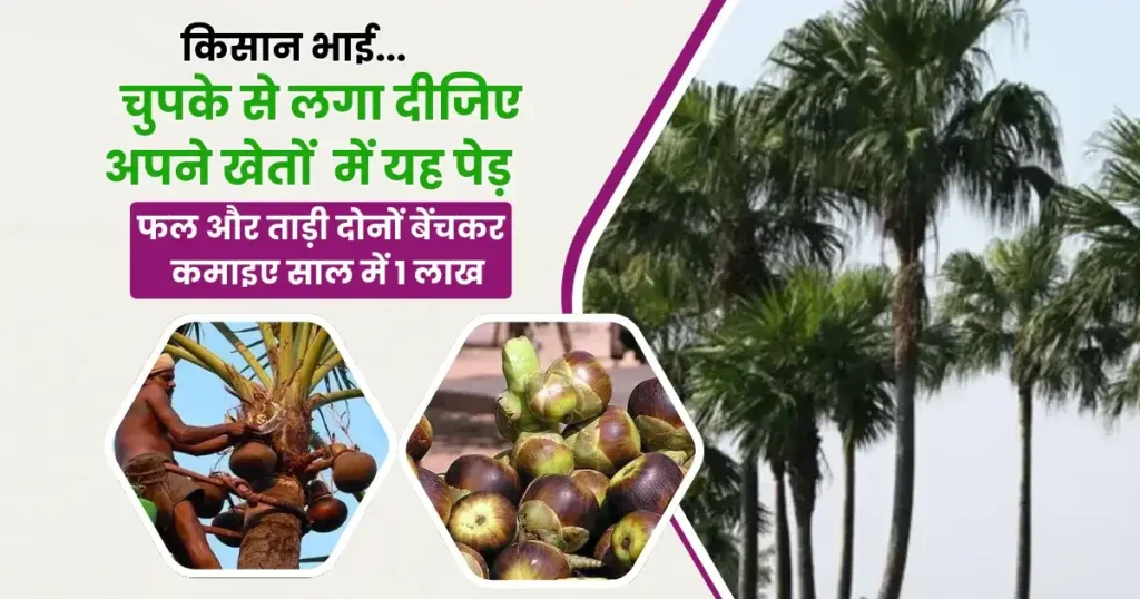 Palm Tree Farming