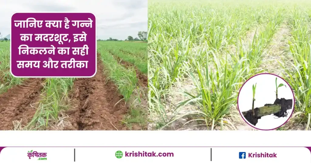 How to Remove Mother Shoot in Sugarcane