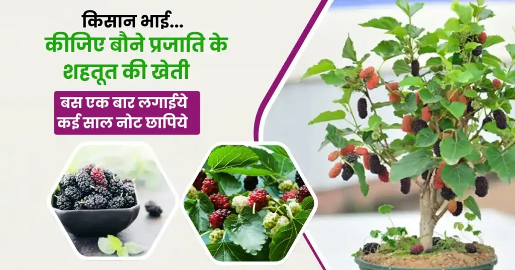 Mulberry Cultivation