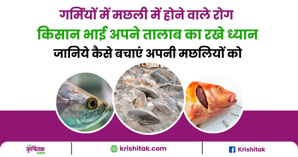 Take care of Fish Farming in Summer
