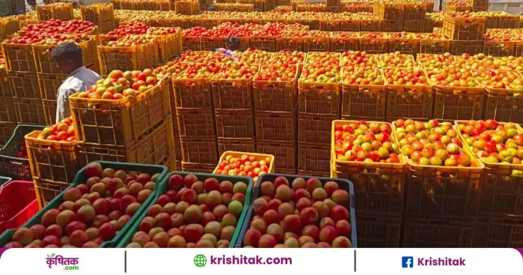 Tomato Prices