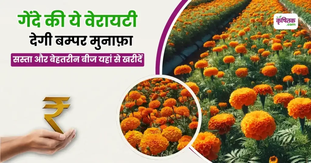 गेंदे की पूसा बहार किस्म