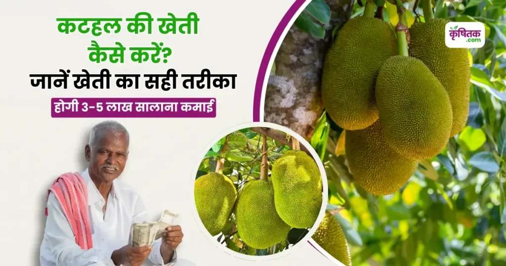 कटहल की खेती कैसे करें