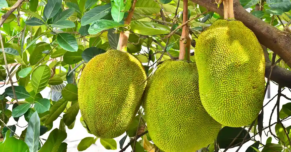कटहल की खेती कैसे करें