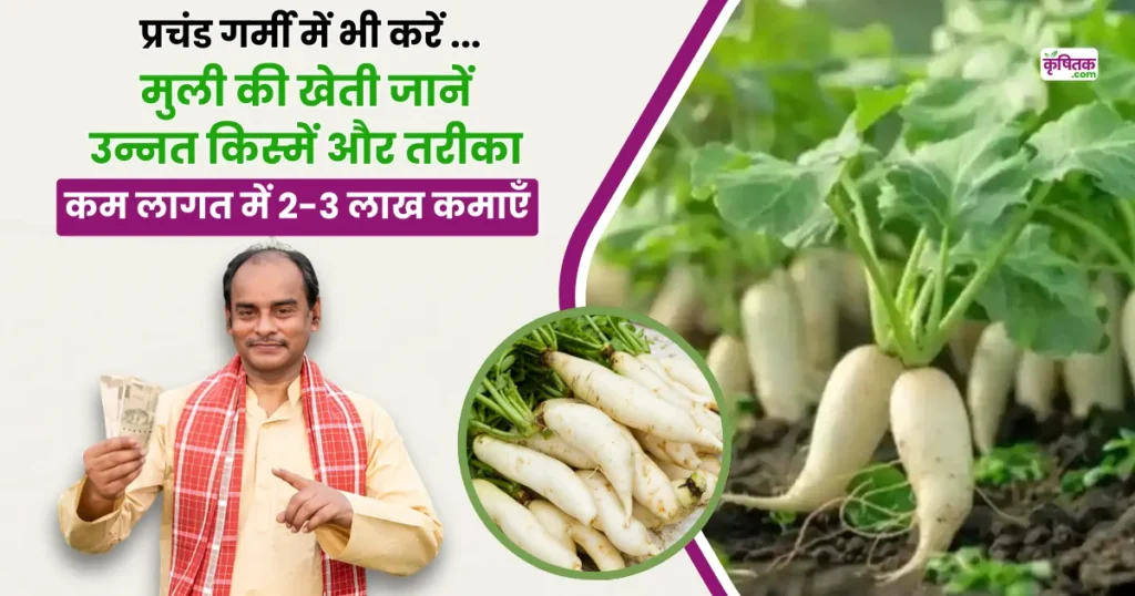 गर्मी में मूली की खेती