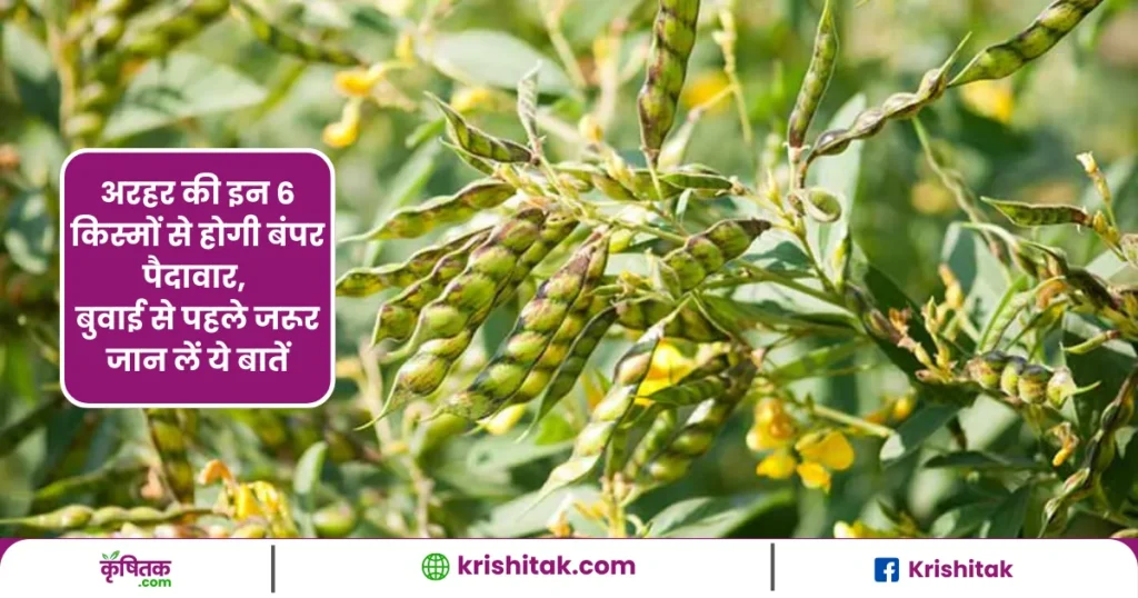 Pigeon Pea Farming