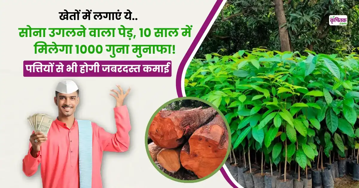 Mahogany Tree Farming