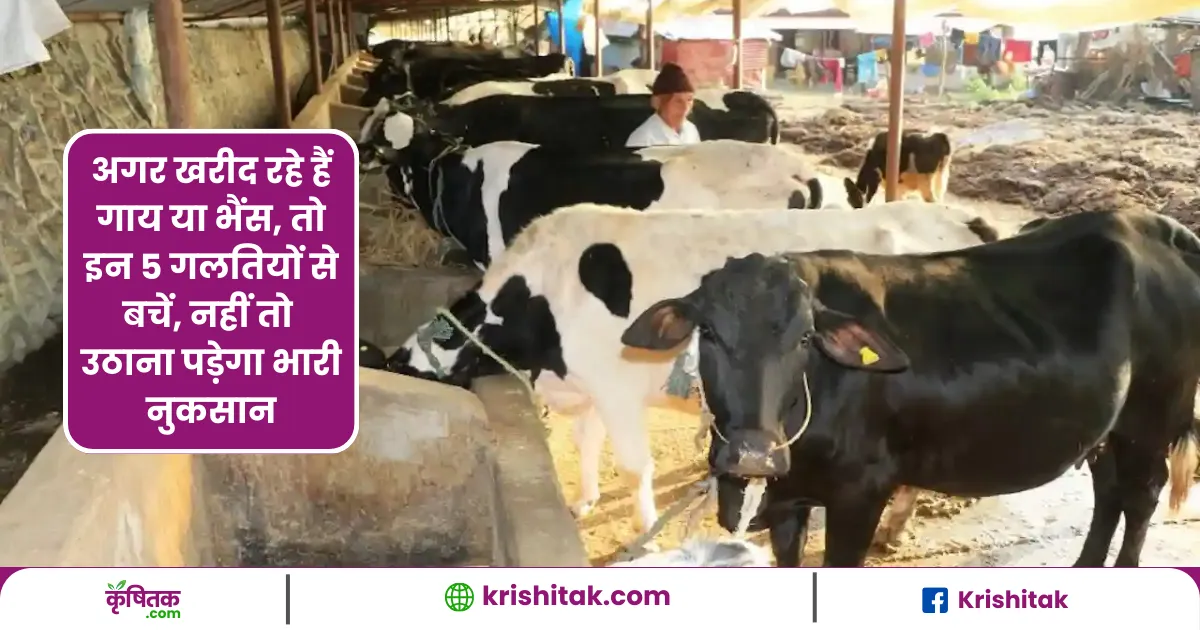If you are buying a cow or buffalo, then avoid these 5 mistakes