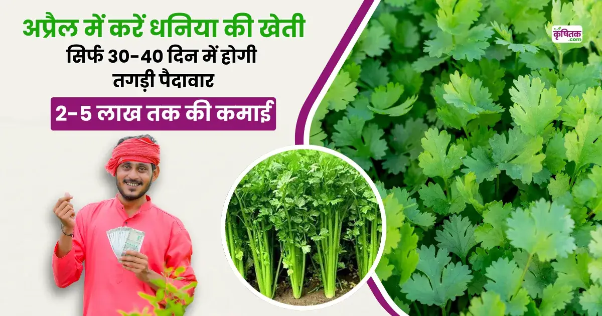 अप्रैल में धनिया की खेती