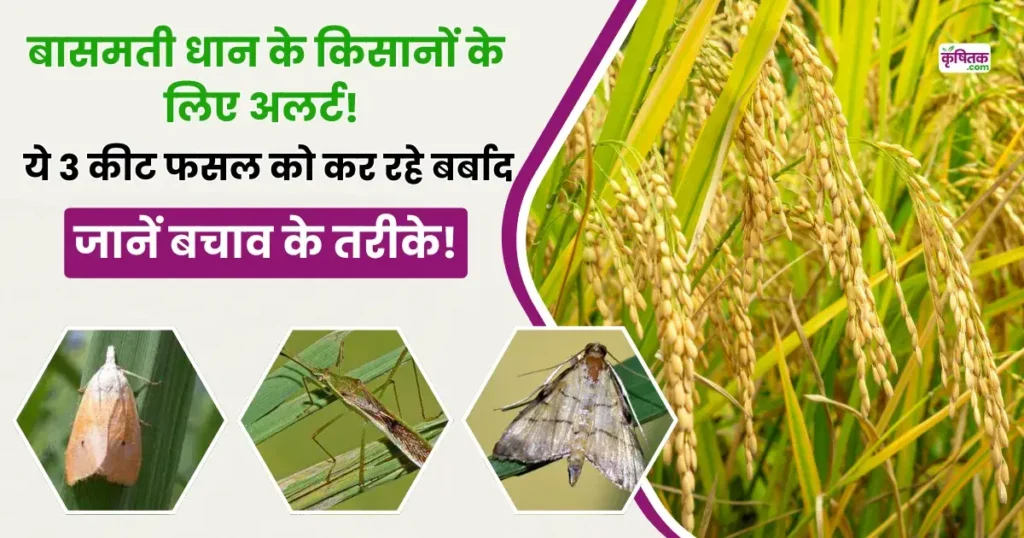 Basmati Rice Crop Tips