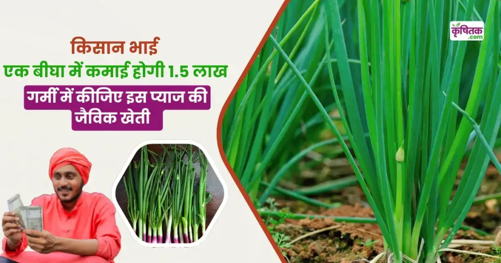 organic spring onion farming