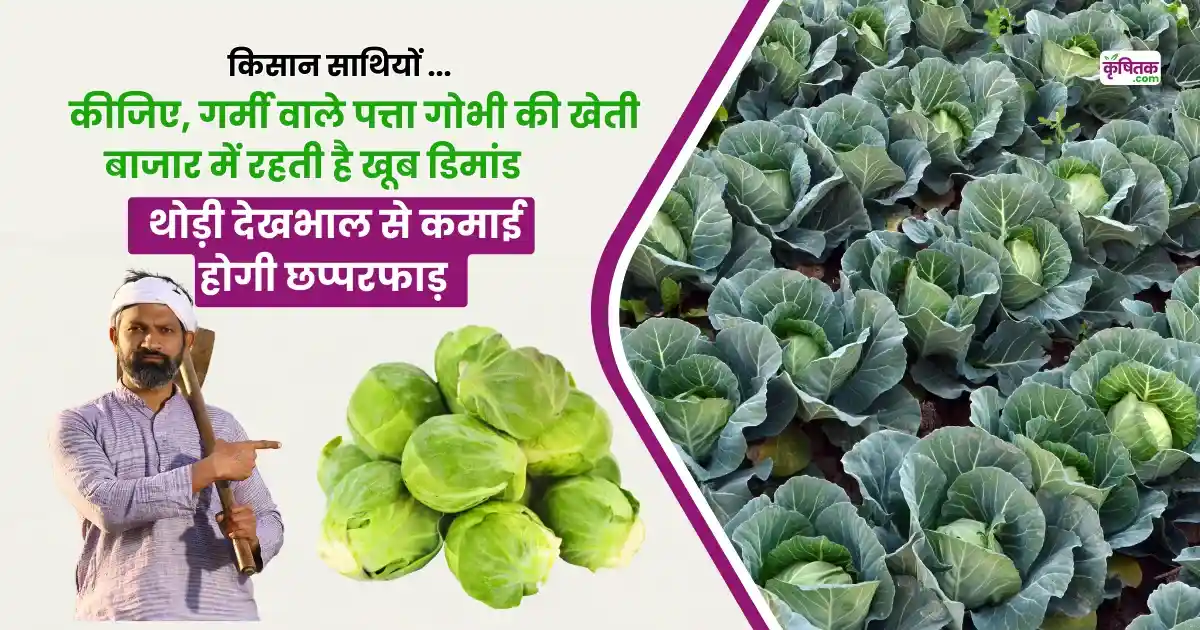 Cabbage Grow in Summer