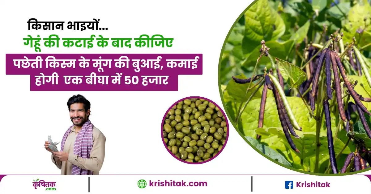 Garmi mein mung ki kheti