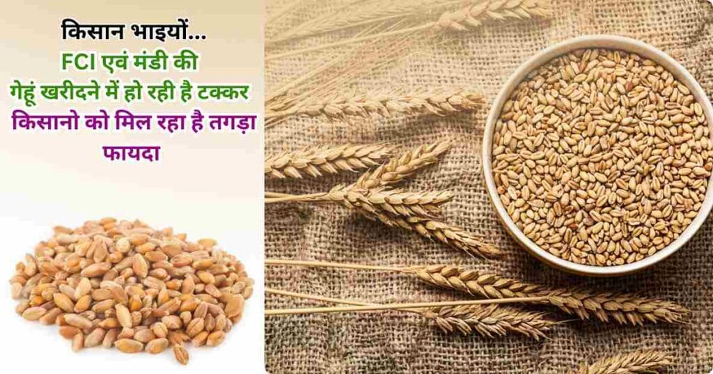 Wheat MSP Price