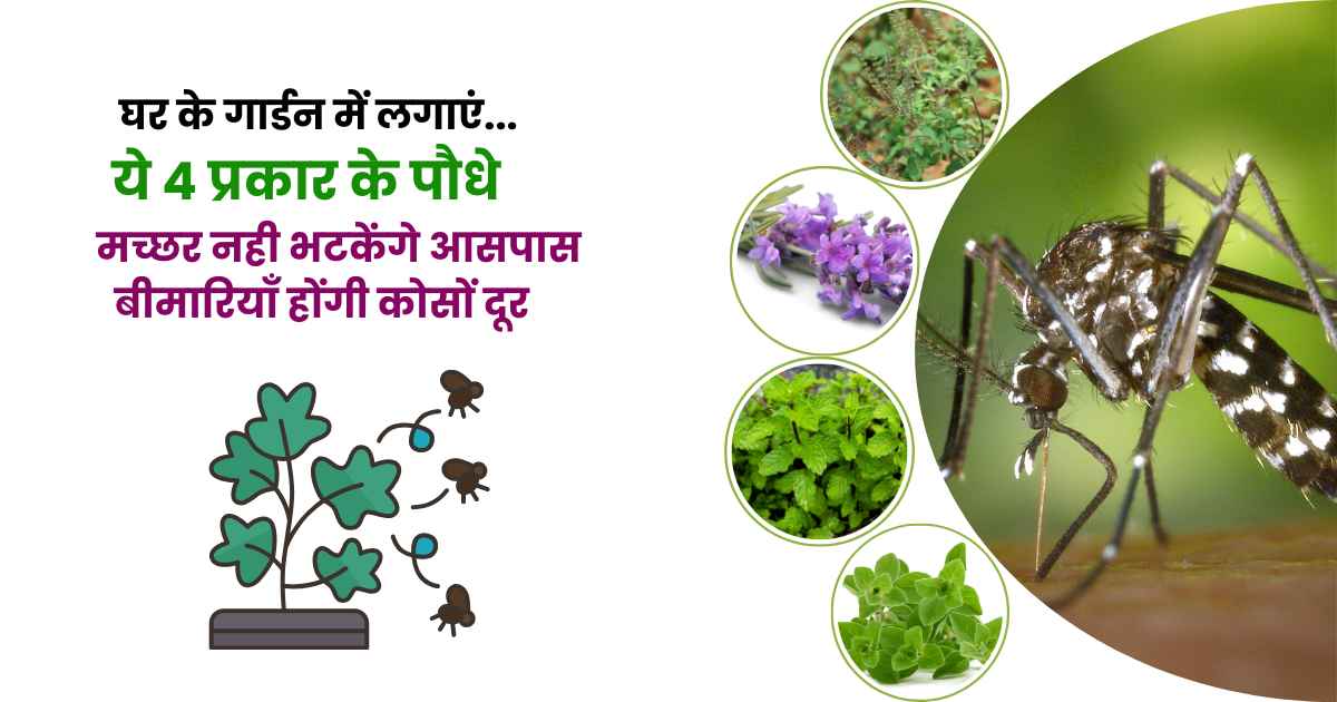 Mosquito Repellent Plant