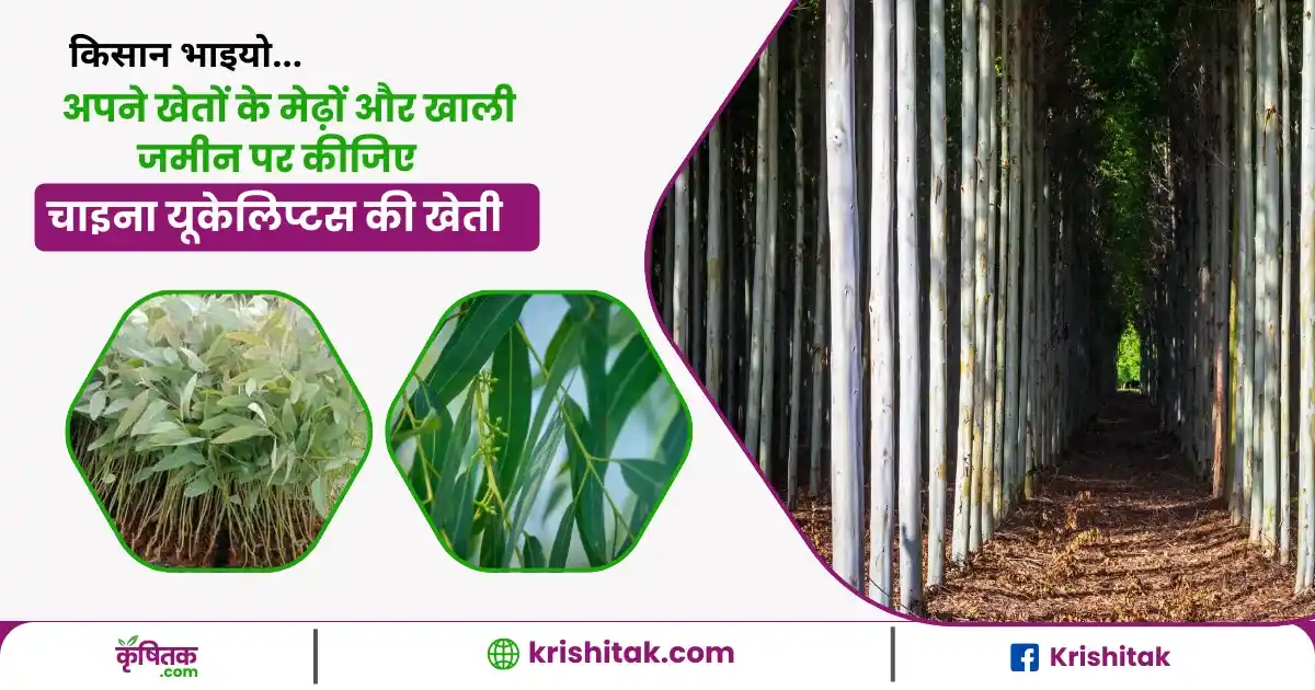 Eucalyptus Tree Farming