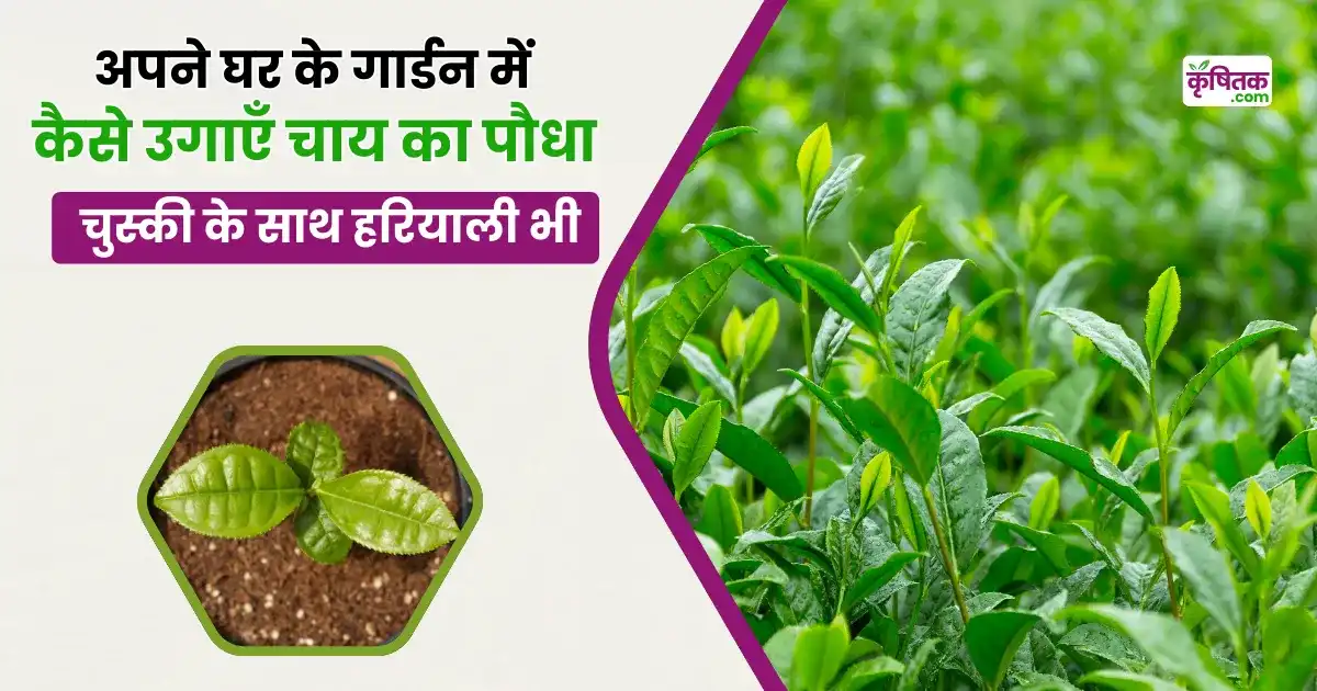 Can I grow tea plant at home