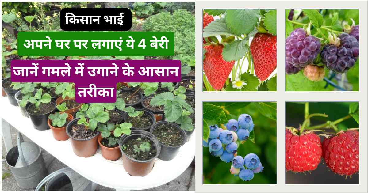 How to Grow Berries at Home