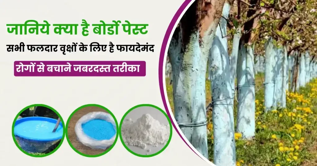 What is Bordo paste used for