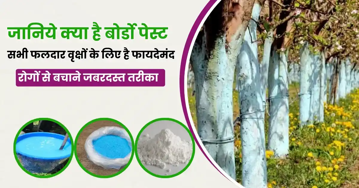 What is Bordo paste used for