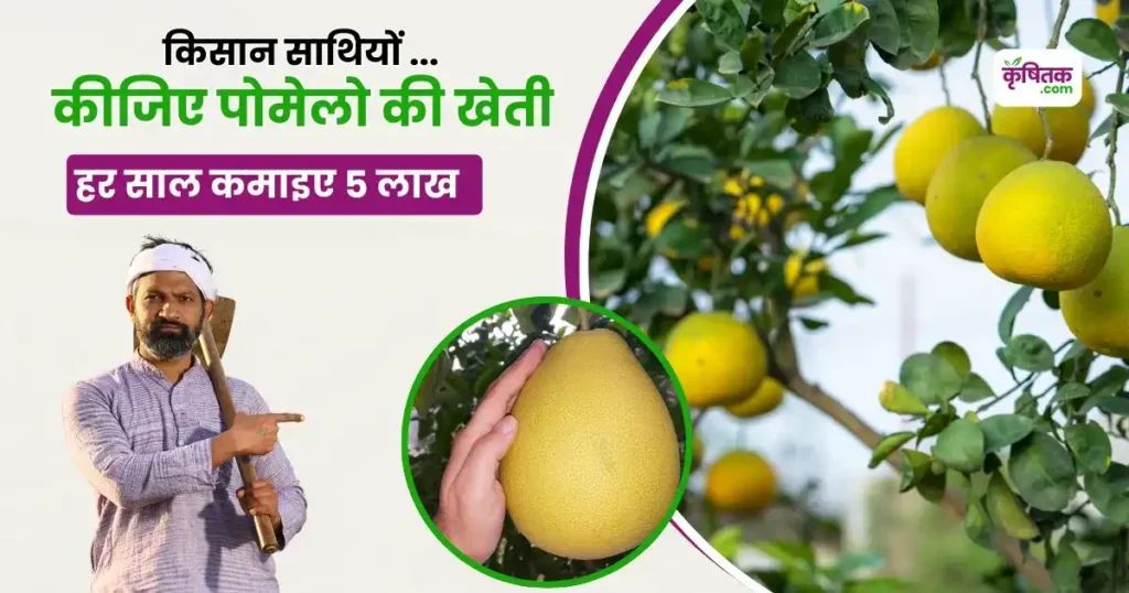 Pomelo Cultivation