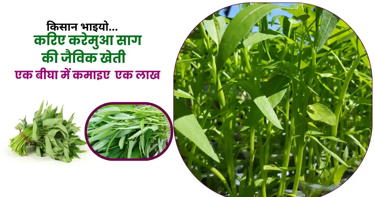 Karemua saag Ki Organic Kheti