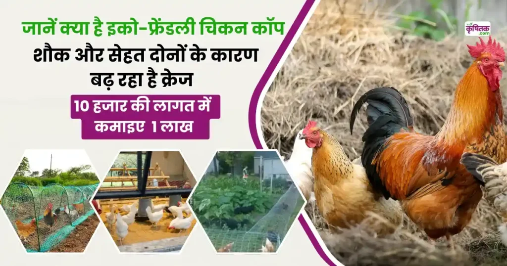 Tips to build eco friendly chicken