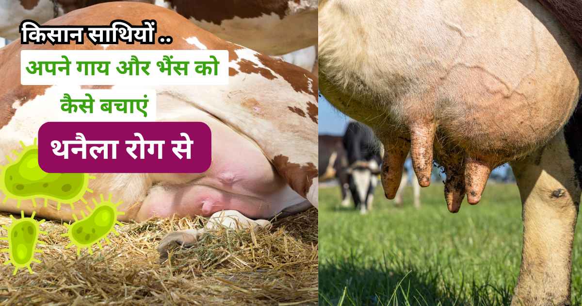 Mastitis Treatment in Cow & Buffalo