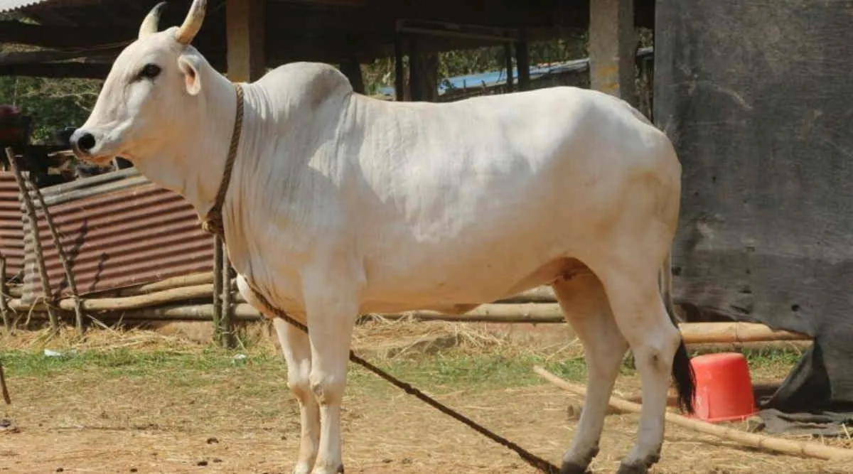 देशी गाय खरीदें और पाएं ₹30,000 की सरकारी मदद, कृषि मंत्री ने किया ऐलान