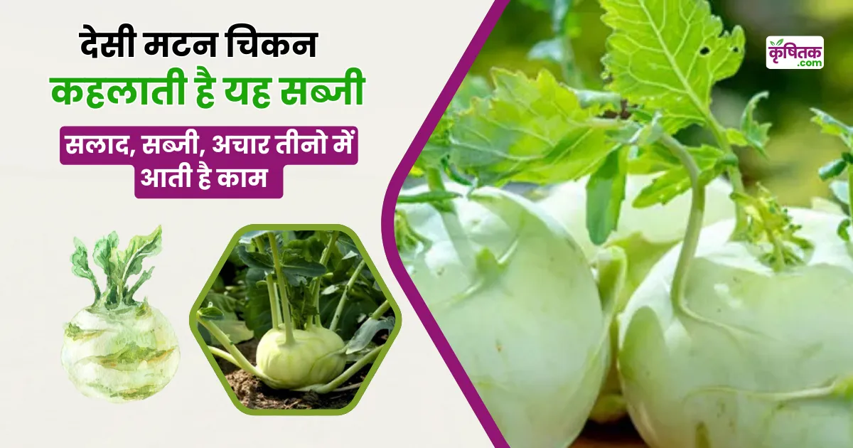 Organic Lump Cabbage Farming