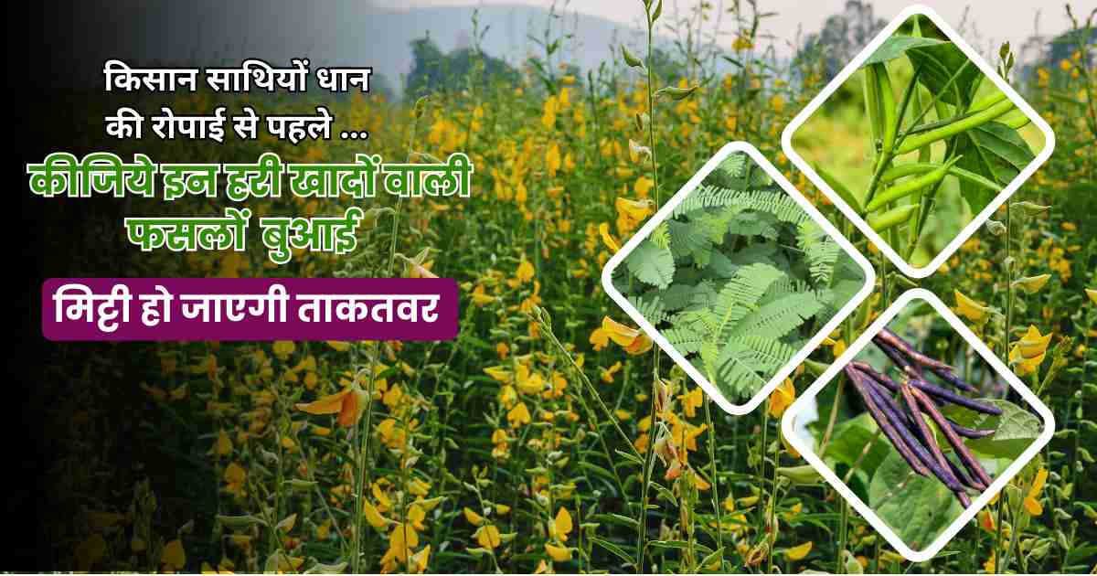 Hari khad ke liye sarvottam fasal