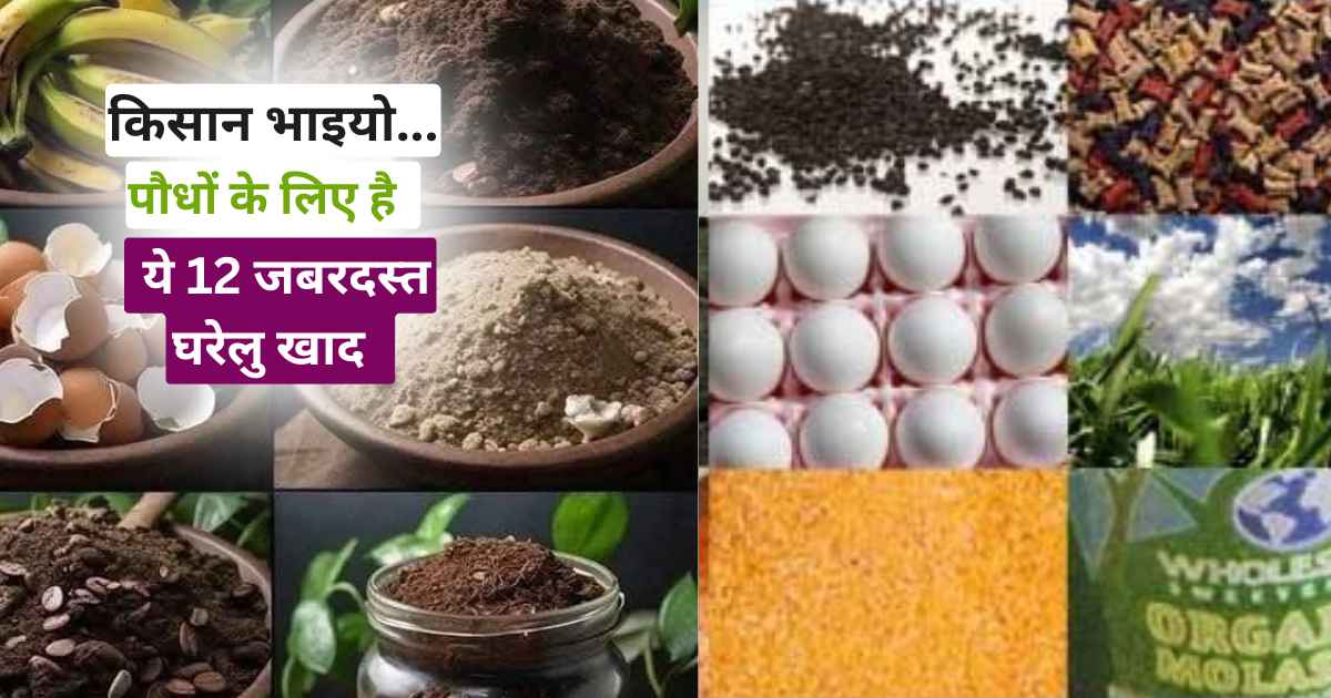 Homemade Fertilizer for Plants