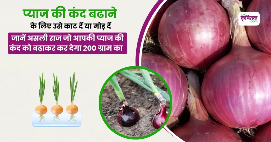 When to fold over onions