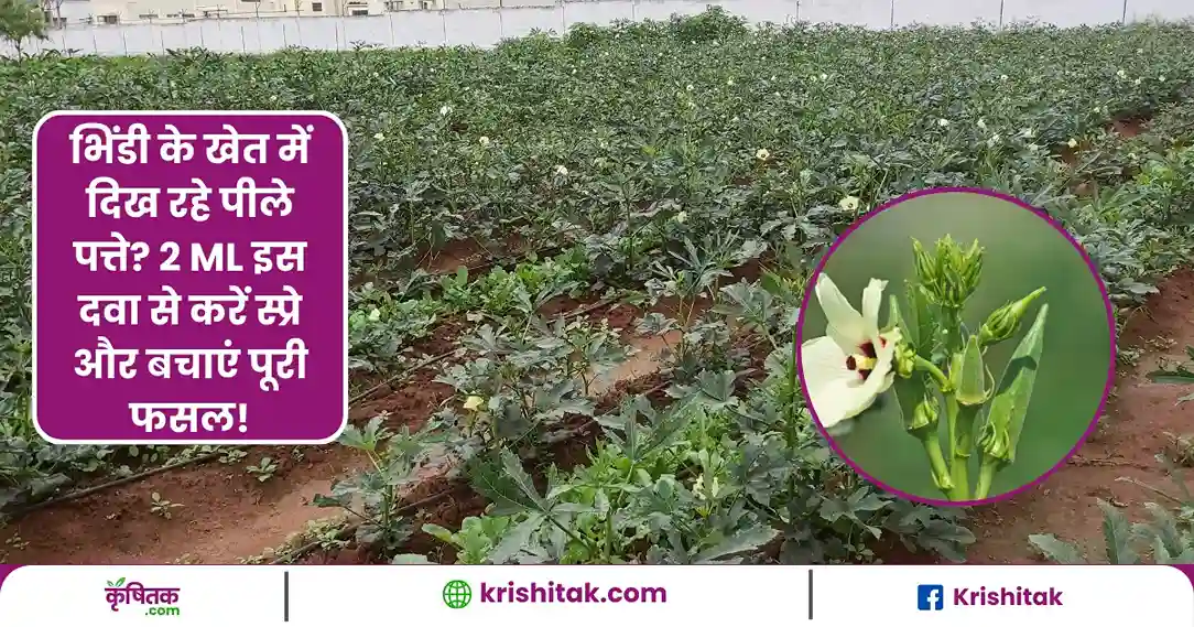 Ladyfinger Farming Tips