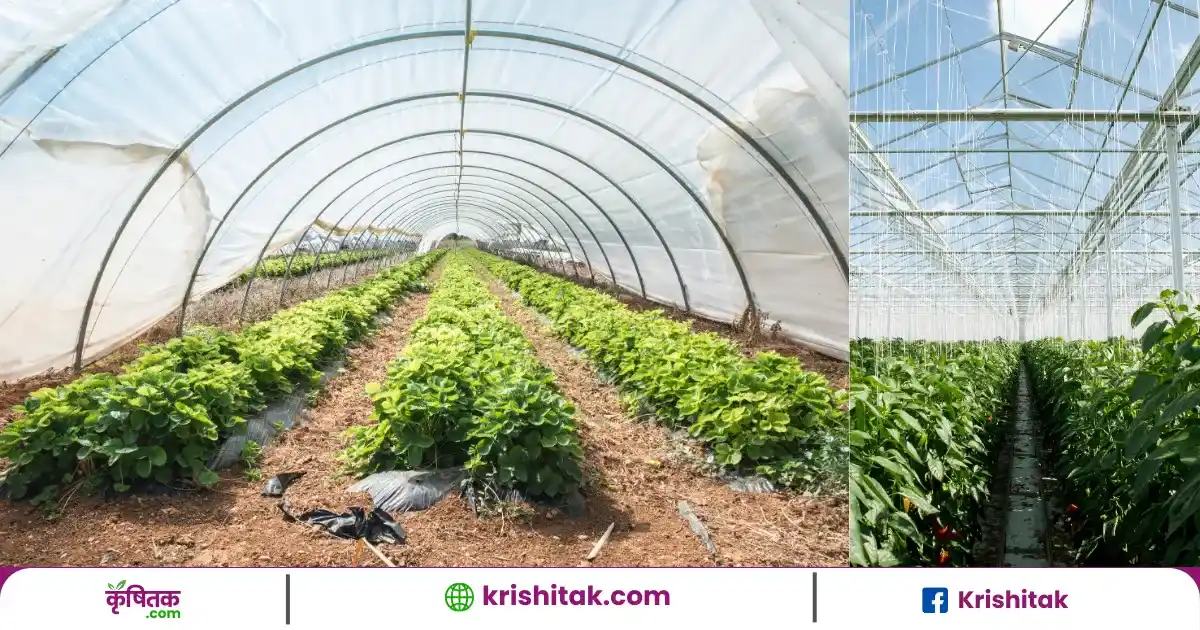 GreenHouse Farming in Hindi