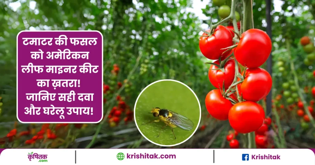 Tomato Farming Tips