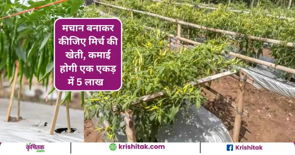 Green Chili Farming