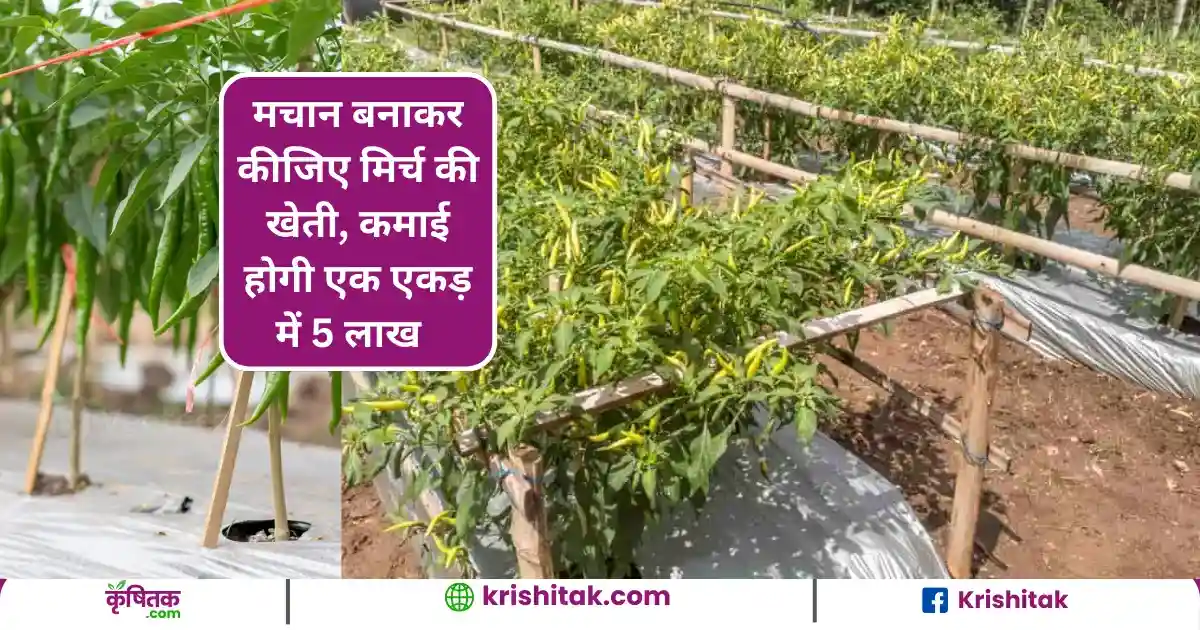 Green Chili Farming