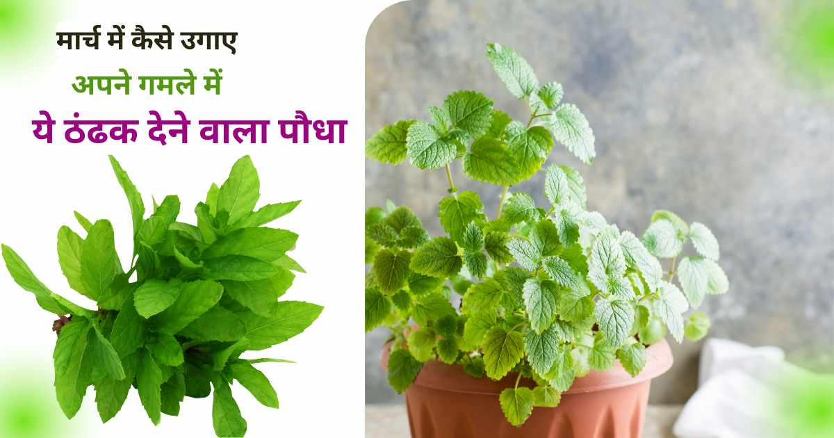 how to grow mint at home in pots