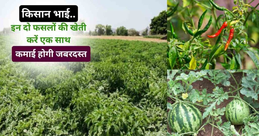 Chilli and Watermelon Intercropping tips
