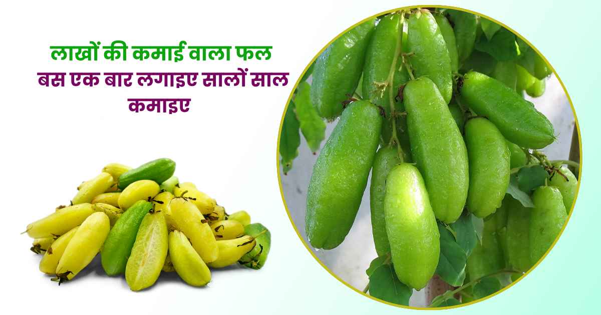 Bilimbi Fruit Farming