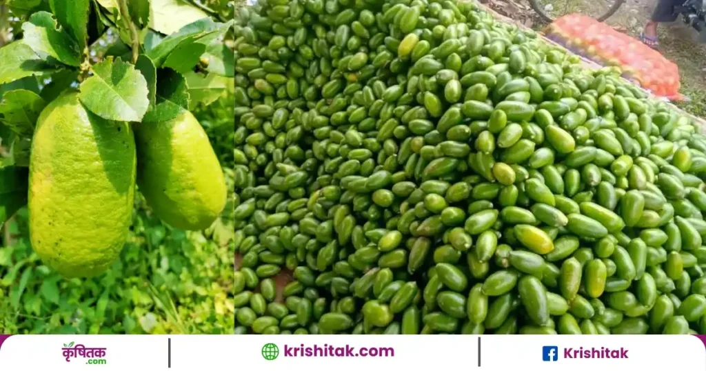 How to grow Kaji Nemu at home