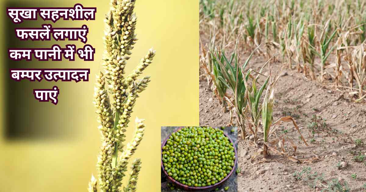 Drought resistant crops