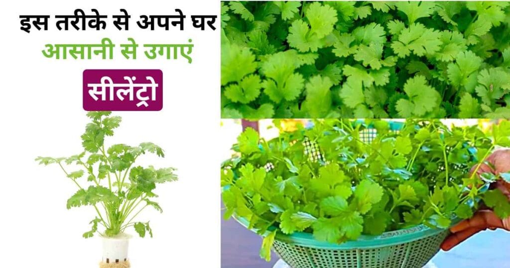 How to Grow Hydroponic Cilantro