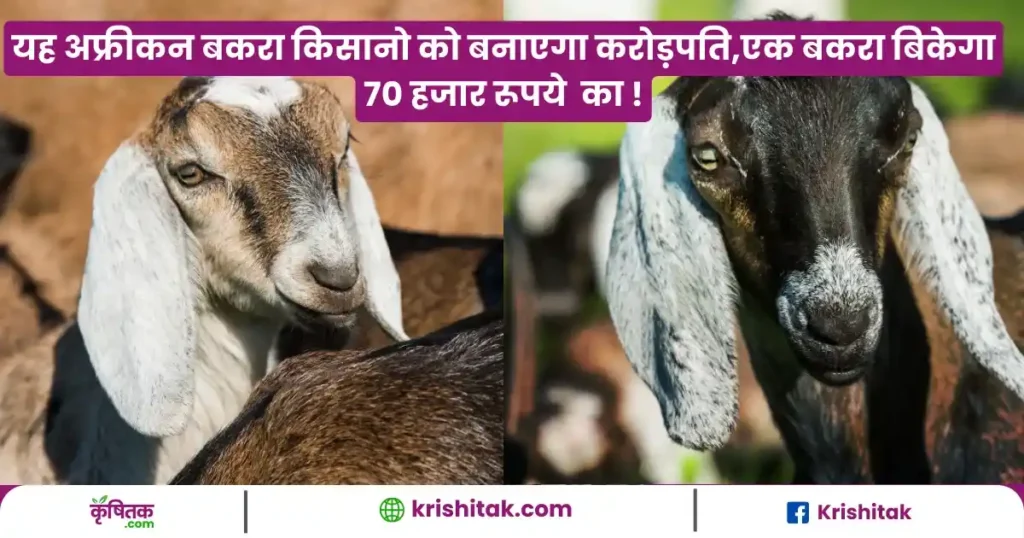 African Boer goat farming
