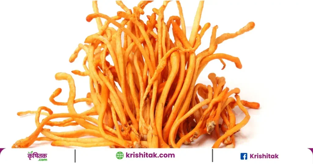 Reishi Mushroom Cultivation