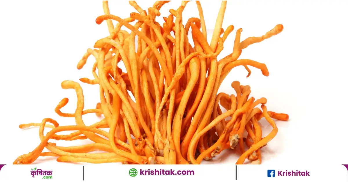Reishi Mushroom Cultivation