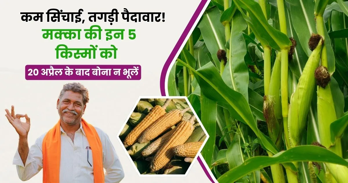 Top 5 Maize Varieties 2025
